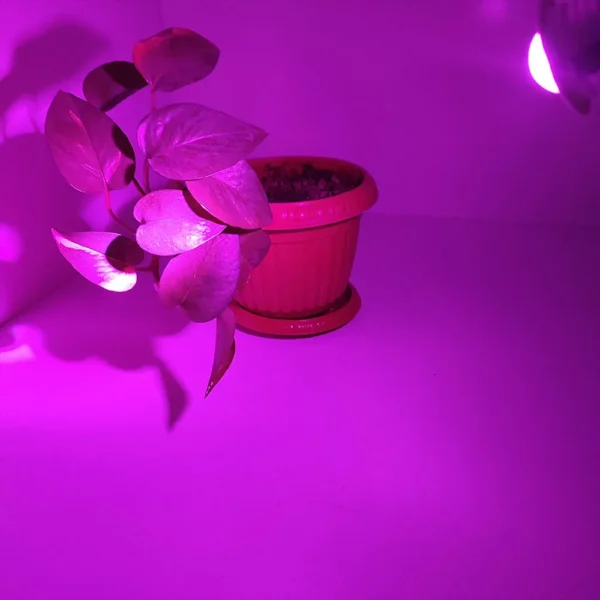 کاربردهای چراغ رشد گیاه برای گیاهان آپارتمانی زینتی فروشگاه اینترنتی تجهیزات روشنایی لایت ایران