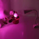 کاربردهای چراغ رشد گیاه برای گیاهان آپارتمانی زینتی فروشگاه اینترنتی تجهیزات روشنایی لایت ایران
