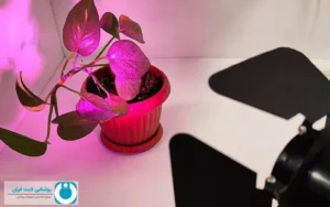 کاربردهای چراغ رشد گیاه برای گیاهان آپارتمانی زینتی فروشگاه اینترنتی تجهیزات روشنایی لایت ایران